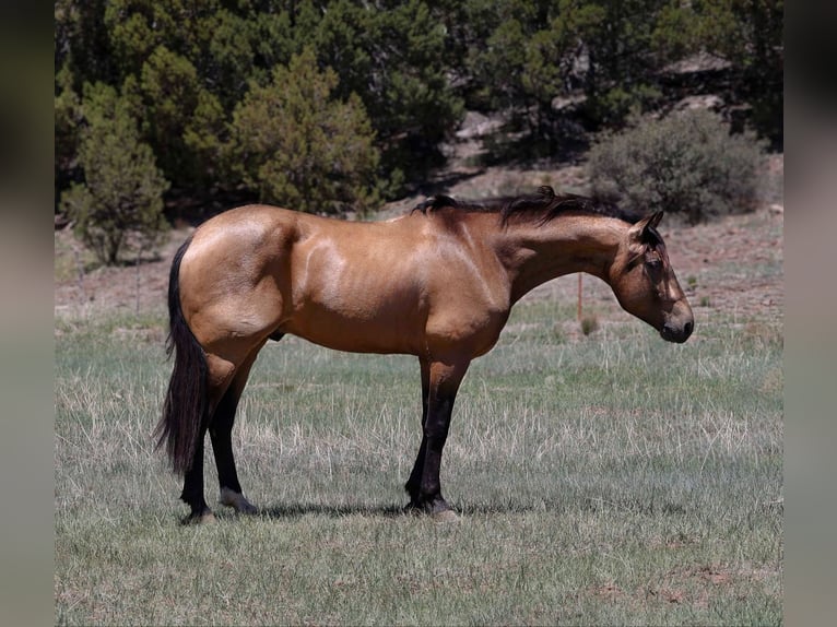 American Quarter Horse Wallach 13 Jahre 157 cm Buckskin in Cottonwood AZ