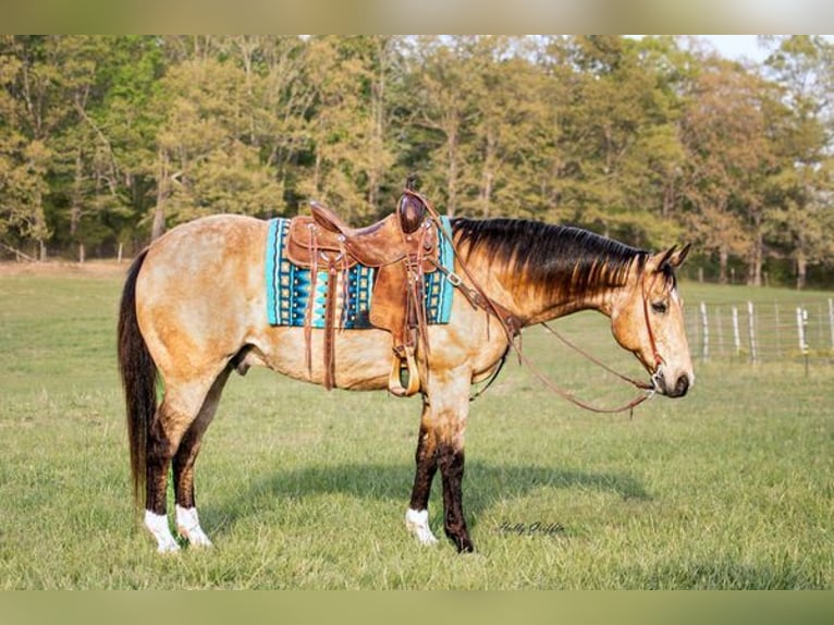 American Quarter Horse Wallach 13 Jahre 157 cm Buckskin in Greenville KY