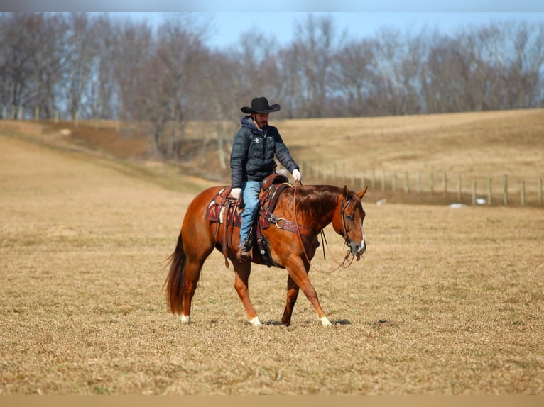 American Quarter Horse Wallach 13 Jahre 157 cm Dunkelfuchs in Clarion