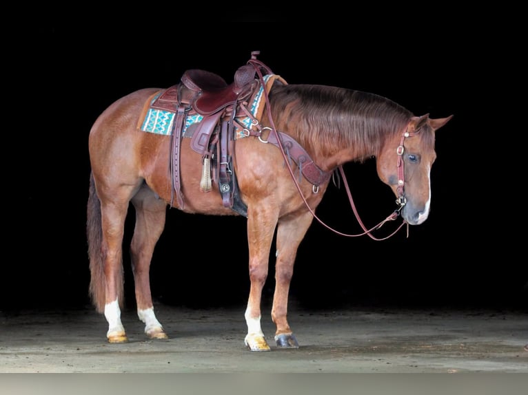 American Quarter Horse Wallach 13 Jahre 157 cm Dunkelfuchs in Clarion