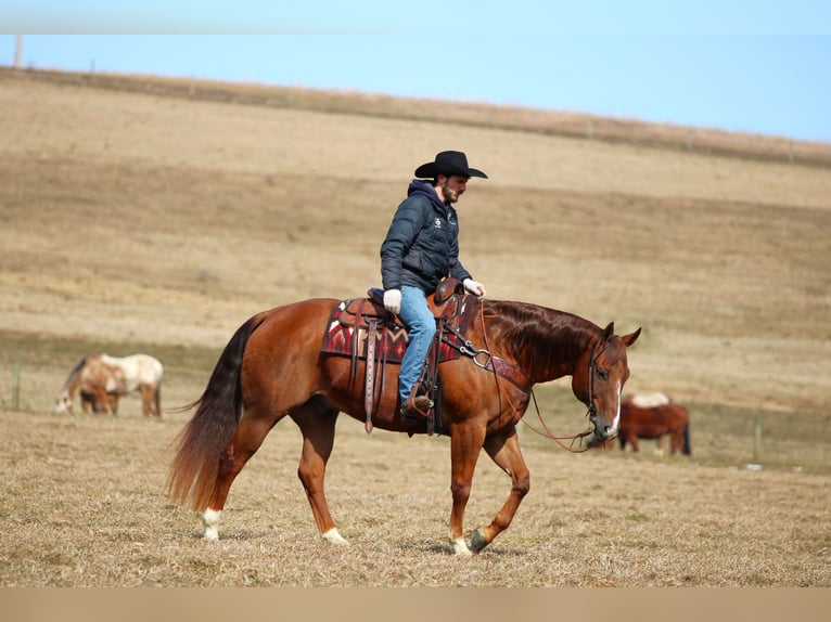 American Quarter Horse Wallach 13 Jahre 157 cm Dunkelfuchs in Clarion