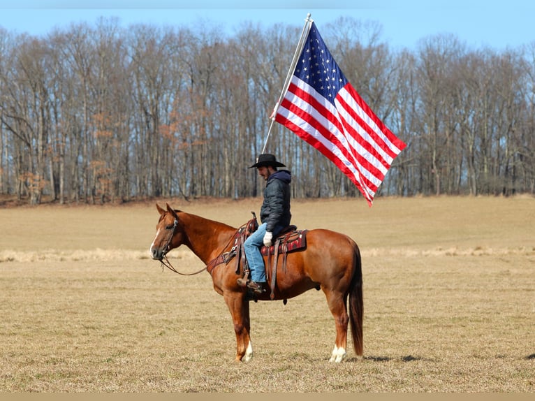 American Quarter Horse Wallach 13 Jahre 157 cm Dunkelfuchs in Clarion