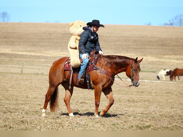 American Quarter Horse Wallach 13 Jahre 157 cm Dunkelfuchs in Clarion