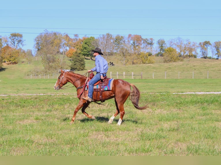 American Quarter Horse Wallach 13 Jahre 157 cm Dunkelfuchs in Flemingsburg, Ky