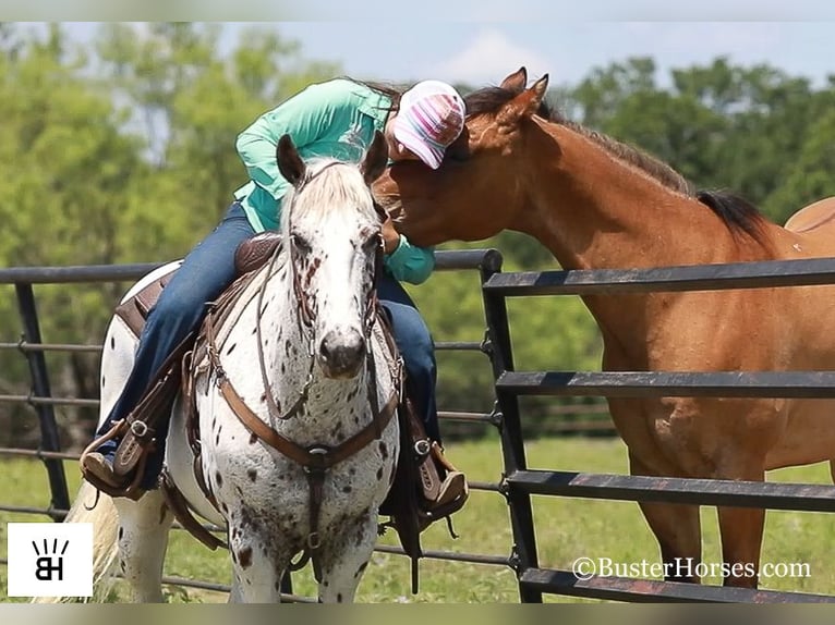 American Quarter Horse Wallach 13 Jahre 157 cm Dunkelfuchs in weatherford Tx