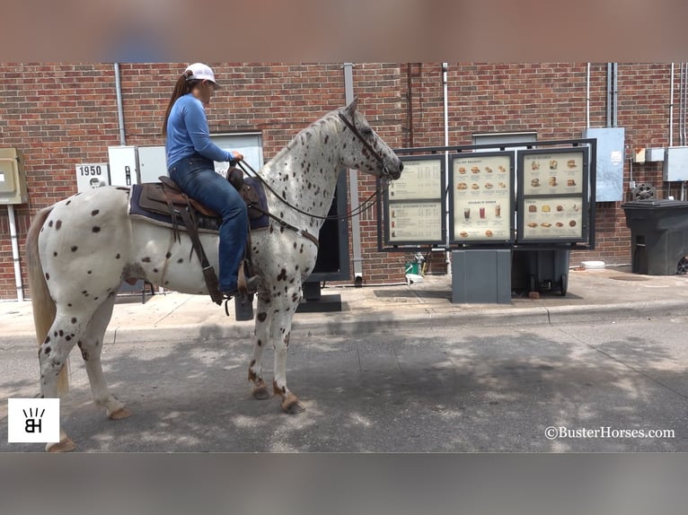 American Quarter Horse Wallach 13 Jahre 157 cm Dunkelfuchs in weatherford Tx