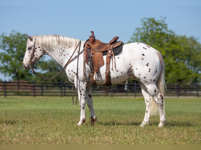 American Quarter Horse Wallach 13 Jahre 157 cm Dunkelfuchs in weatherford Tx