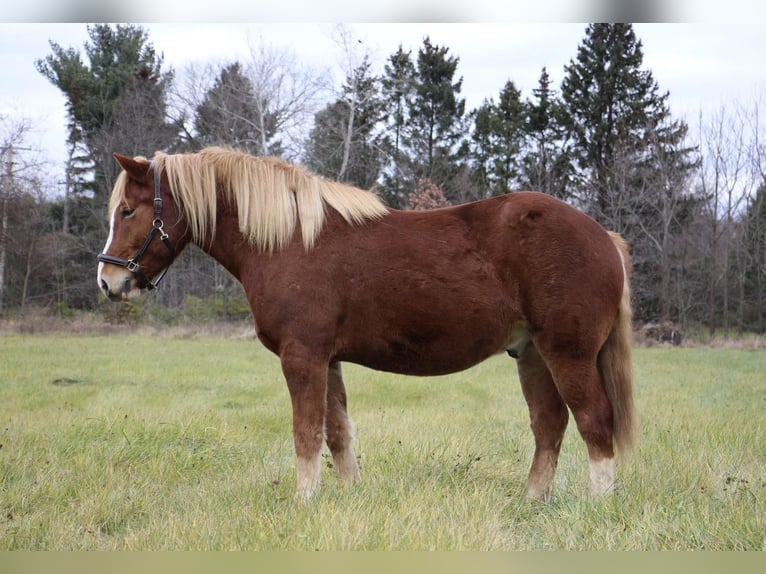American Quarter Horse Wallach 13 Jahre 157 cm Dunkelfuchs in Howell