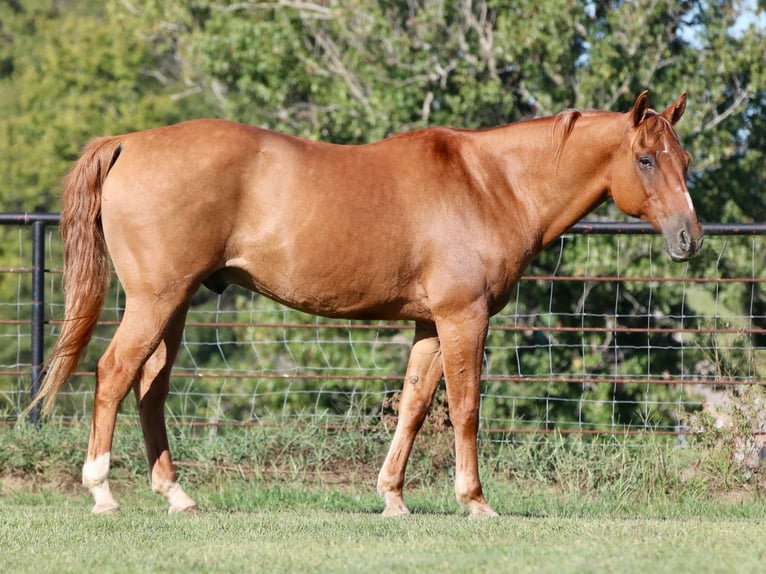 American Quarter Horse Wallach 13 Jahre 157 cm Falbe in Canton TX