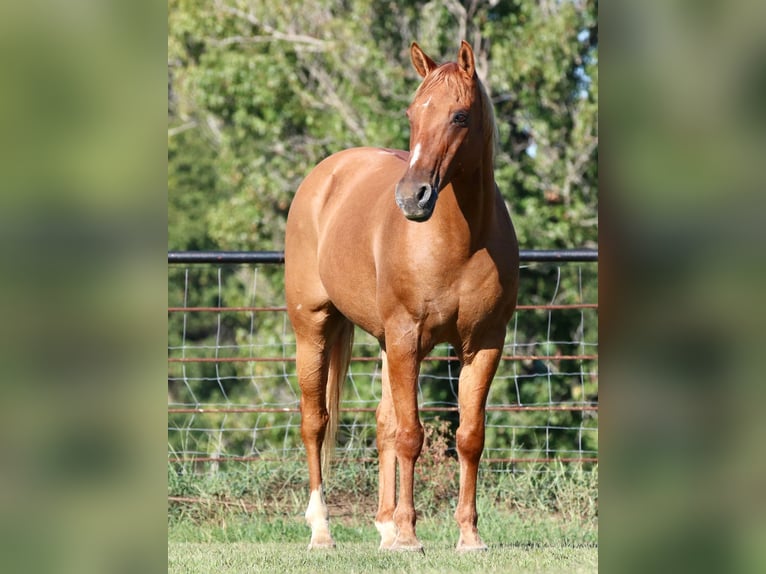 American Quarter Horse Wallach 13 Jahre 157 cm Falbe in Canton TX