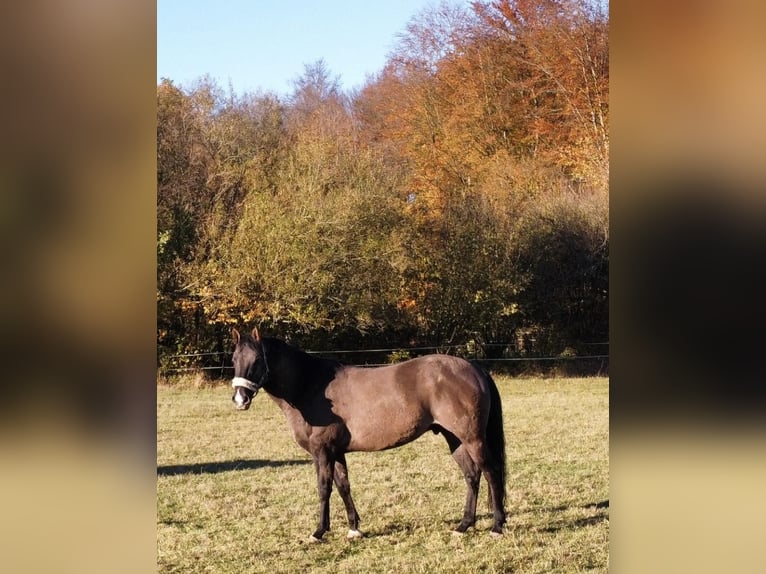 American Quarter Horse Wallach 13 Jahre 157 cm Grullo in Hungen