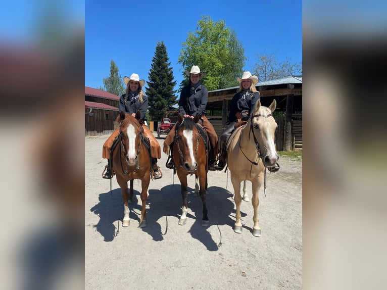 American Quarter Horse Wallach 13 Jahre 157 cm Palomino in Eging am See
