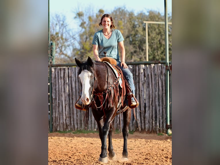 American Quarter Horse Wallach 13 Jahre 157 cm Palomino in Lipan TX