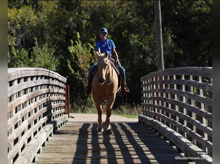 American Quarter Horse Wallach 13 Jahre 157 cm Palomino in Weatherford Tx