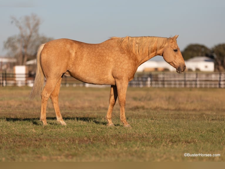 American Quarter Horse Wallach 13 Jahre 157 cm Palomino in Weatherford Tx