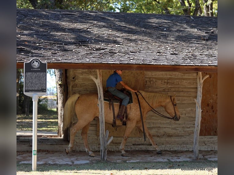 American Quarter Horse Wallach 13 Jahre 157 cm Palomino in Weatherford Tx