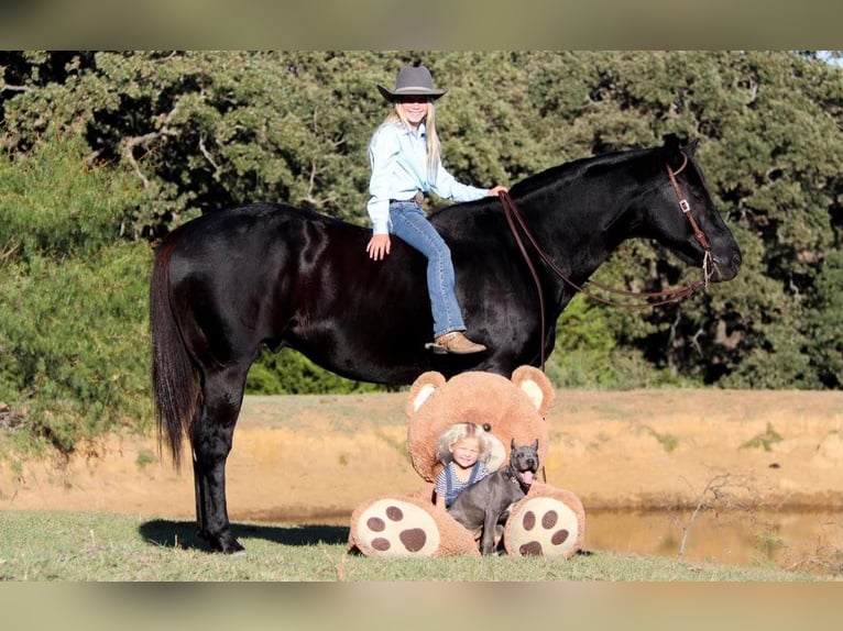 American Quarter Horse Wallach 13 Jahre 157 cm Rappe in Joshua, TX