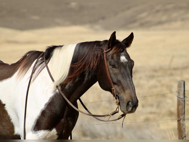 American Quarter Horse Wallach 13 Jahre 157 cm Rappe in Bitterwater, CA