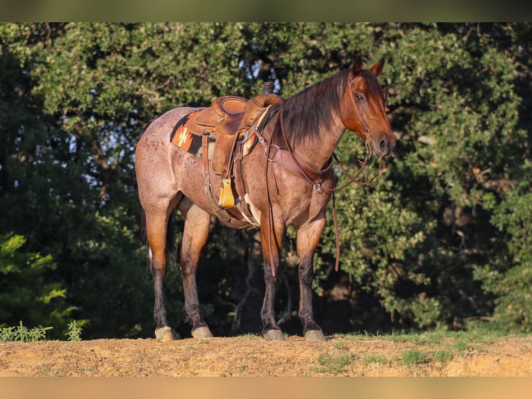 American Quarter Horse Wallach 13 Jahre 157 cm Roan-Bay in Cleburne TX
