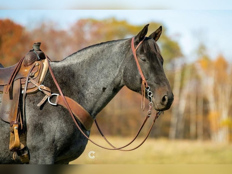 American Quarter Horse Wallach 13 Jahre 157 cm Roan-Blue in Clayton, WI