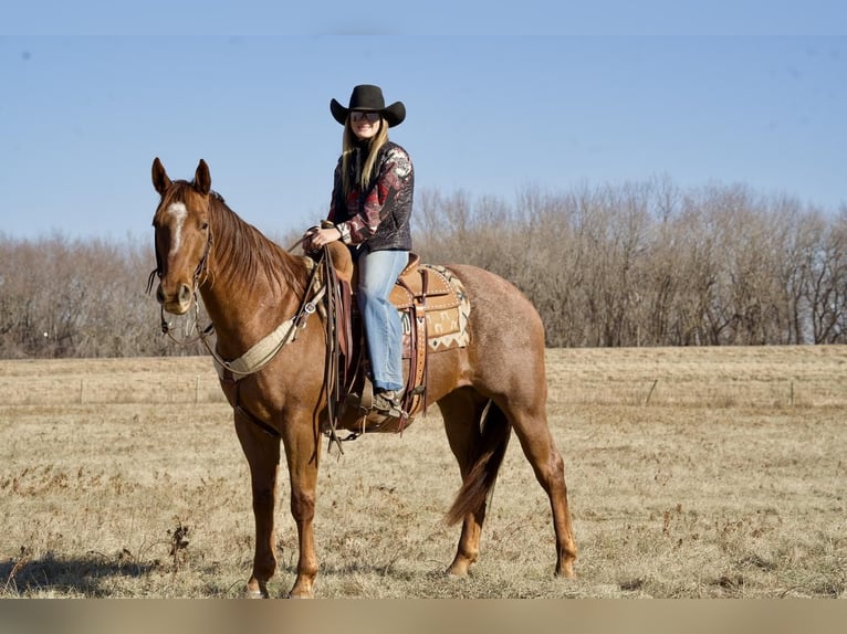 American Quarter Horse Mix Wallach 13 Jahre 157 cm Roan-Red in Valley Springs, SD