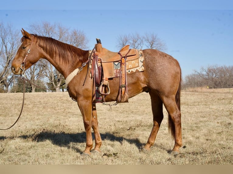American Quarter Horse Mix Wallach 13 Jahre 157 cm Roan-Red in Valley Springs, SD