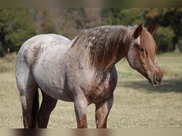 American Quarter Horse Wallach 13 Jahre 157 cm Roan-Red in Canton TX
