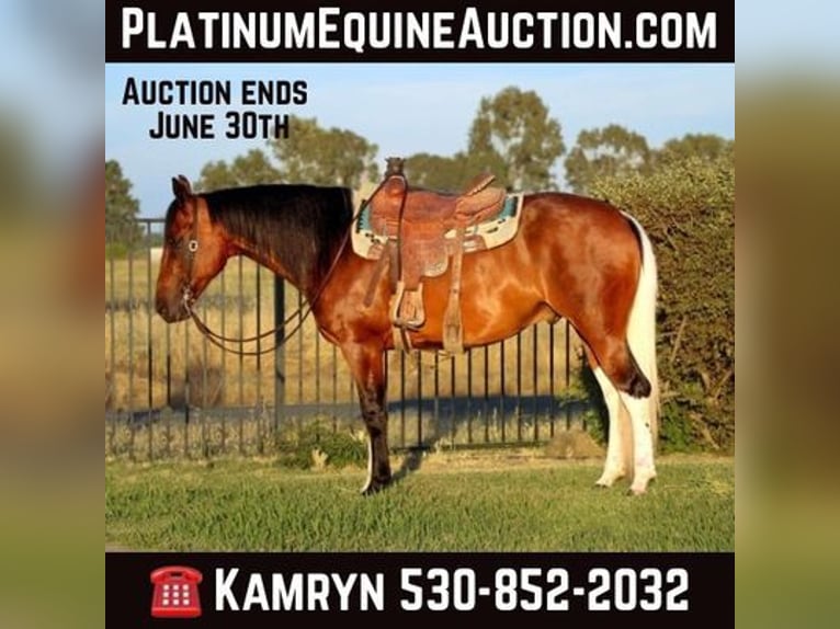 American Quarter Horse Wallach 13 Jahre 157 cm Rotbrauner in PLEASANT GROVE, CA