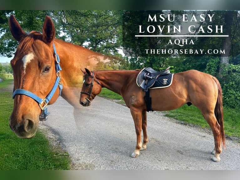 American Quarter Horse Wallach 13 Jahre 157 cm Rotfuchs in Sabillasville, MD