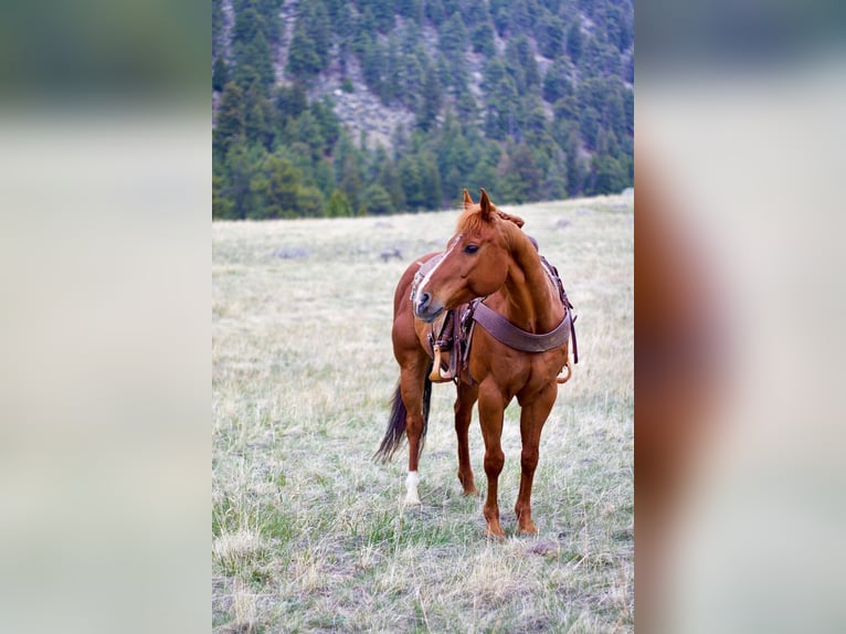 American Quarter Horse Wallach 13 Jahre 157 cm Rotfuchs in Fort Collins, CO
