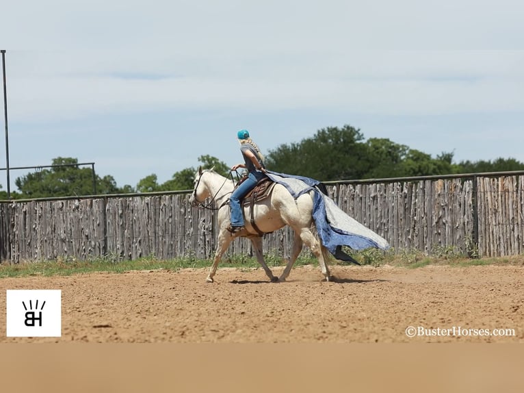 American Quarter Horse Wallach 13 Jahre 157 cm Schimmel in Weatherford TX