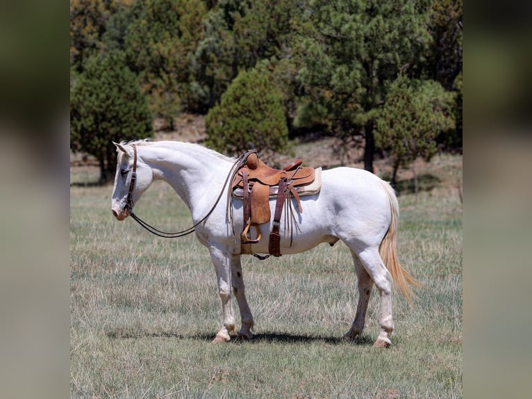 American Quarter Horse Wallach 13 Jahre 157 cm Schimmel in Cottonwood AZ