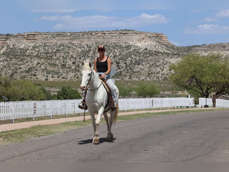 American Quarter Horse Wallach 13 Jahre 157 cm Schimmel in Cottonwood AZ