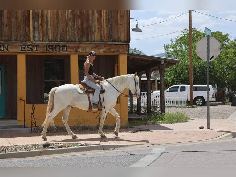 American Quarter Horse Wallach 13 Jahre 157 cm Schimmel in Cottonwood AZ