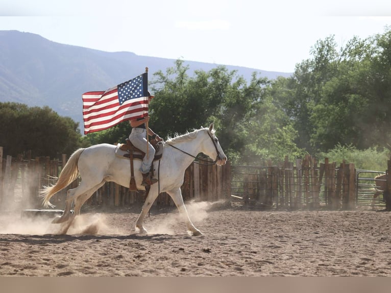 American Quarter Horse Wallach 13 Jahre 157 cm Schimmel in Cottonwood AZ