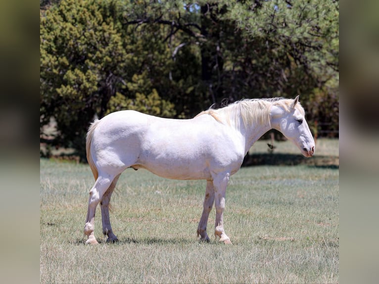 American Quarter Horse Wallach 13 Jahre 157 cm Schimmel in Cottonwood AZ
