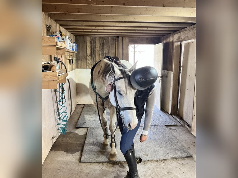 American Quarter Horse Wallach 13 Jahre 157 cm Schimmel in Hardinsburg IN