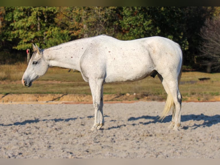 American Quarter Horse Wallach 13 Jahre 157 cm Schimmel in Hardinsburg IN