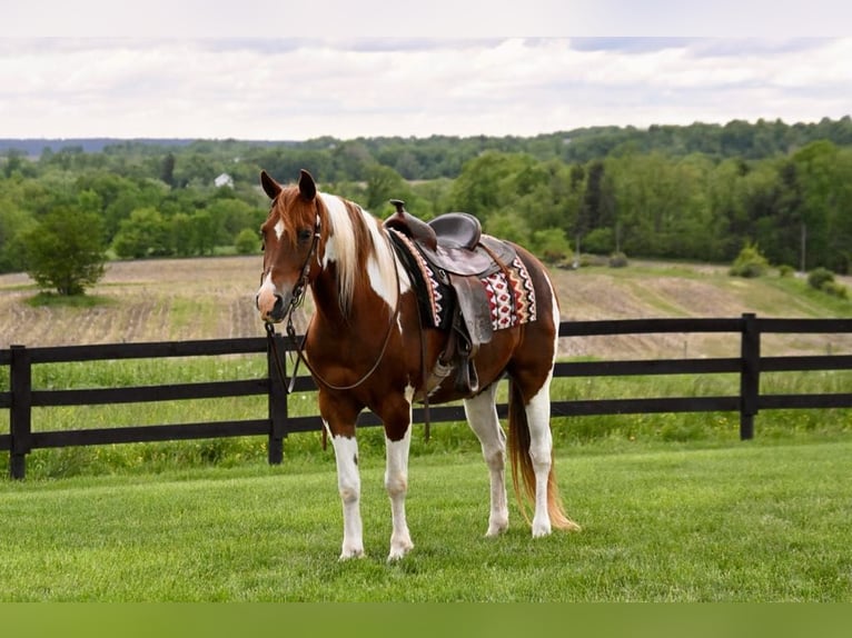 American Quarter Horse Wallach 13 Jahre 157 cm Tobiano-alle-Farben in Fredricksburg, OH