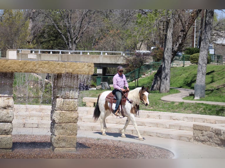 American Quarter Horse Wallach 13 Jahre 157 cm Tobiano-alle-Farben in Morgan Mill TX