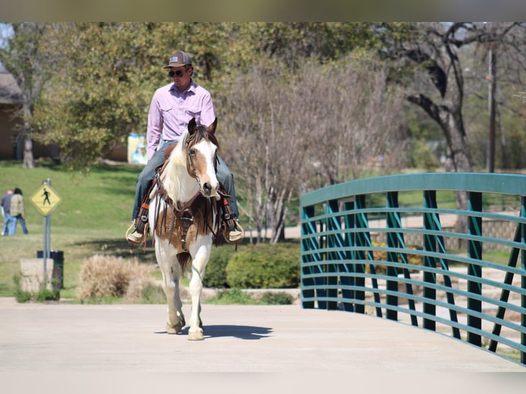 American Quarter Horse Wallach 13 Jahre 157 cm Tobiano-alle-Farben in Morgan Mill TX