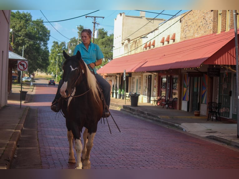 American Quarter Horse Wallach 13 Jahre 157 cm Tobiano-alle-Farben in Rusk TX