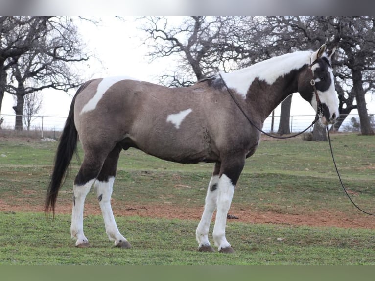 American Quarter Horse Wallach 13 Jahre 157 cm Tobiano-alle-Farben in Weatherford TX