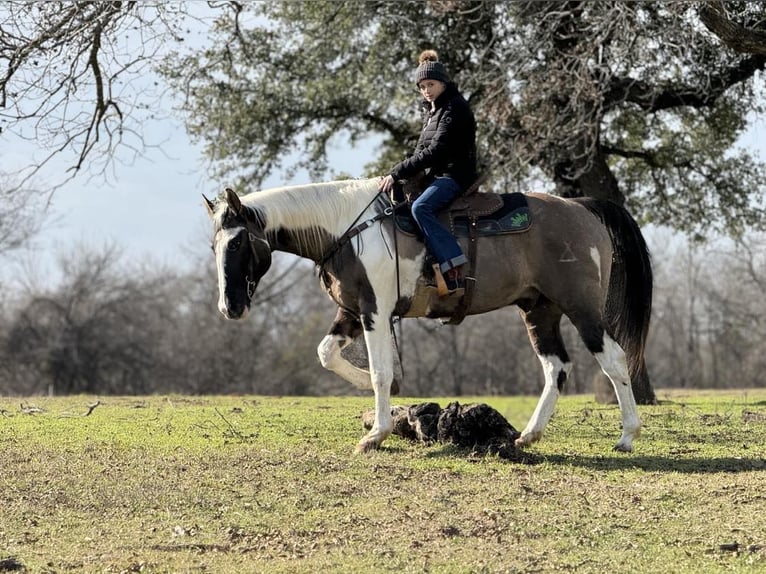 American Quarter Horse Wallach 13 Jahre 157 cm Tobiano-alle-Farben in Weatherford TX