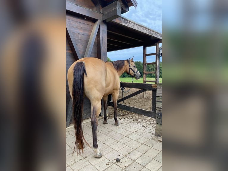 American Quarter Horse Wallach 13 Jahre 158 cm Buckskin in Gorišnica