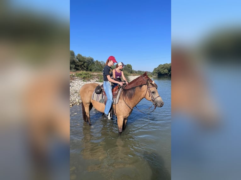 American Quarter Horse Wallach 13 Jahre 158 cm Buckskin in Gorišnica