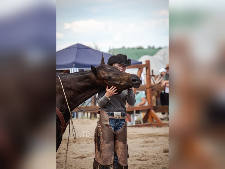American Quarter Horse Wallach 13 Jahre 158 cm Dunkelbrauner in Zahna