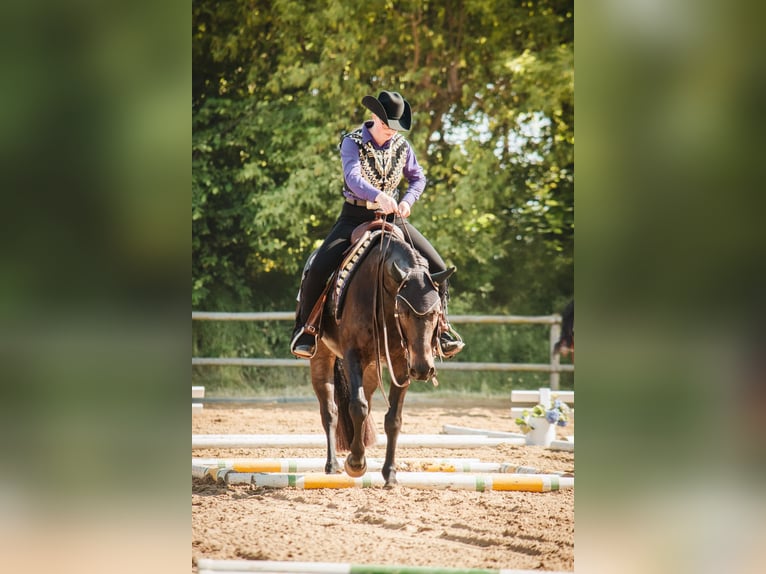 American Quarter Horse Wallach 13 Jahre 158 cm Dunkelbrauner in Zahna
