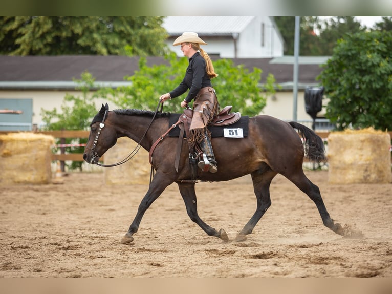 American Quarter Horse Wallach 13 Jahre 158 cm Dunkelbrauner in Zahna