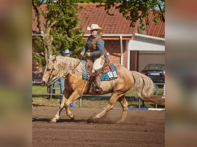 American Quarter Horse Wallach 13 Jahre 158 cm Palomino in Wallenhorst